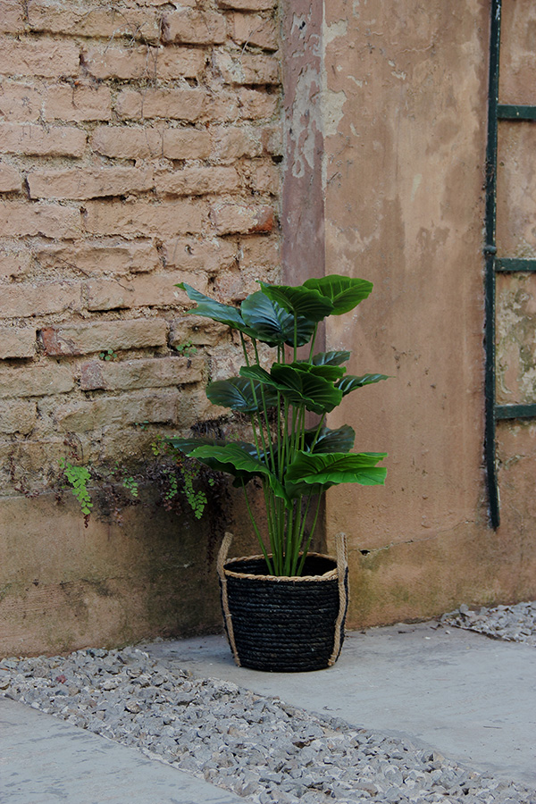 Alocasia Plant 70 cm
