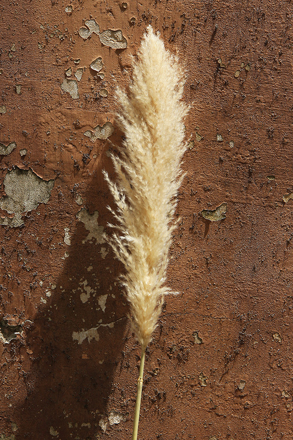 Pampa Grass Soft